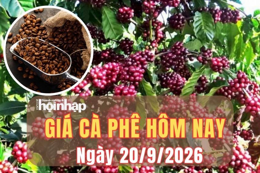 Giá cà phê hôm nay 20/9/2026: Giá cà phê thế giới đồng loạt tăng nhẹ