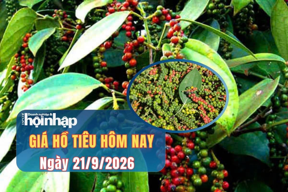 Giá tiêu hôm nay 20/9/2026: